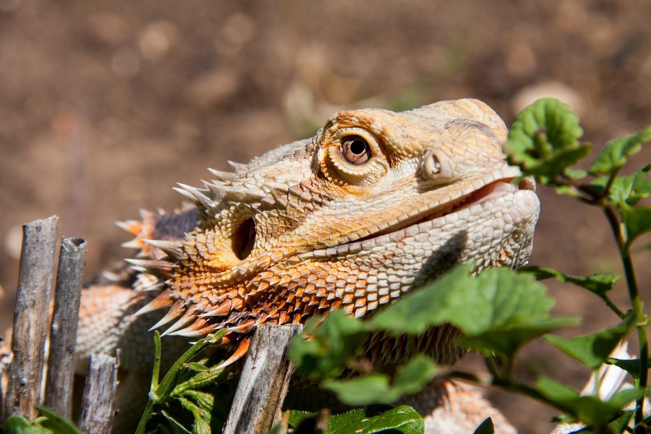 bearded dragon, reptile, peaceful-314883.jpg