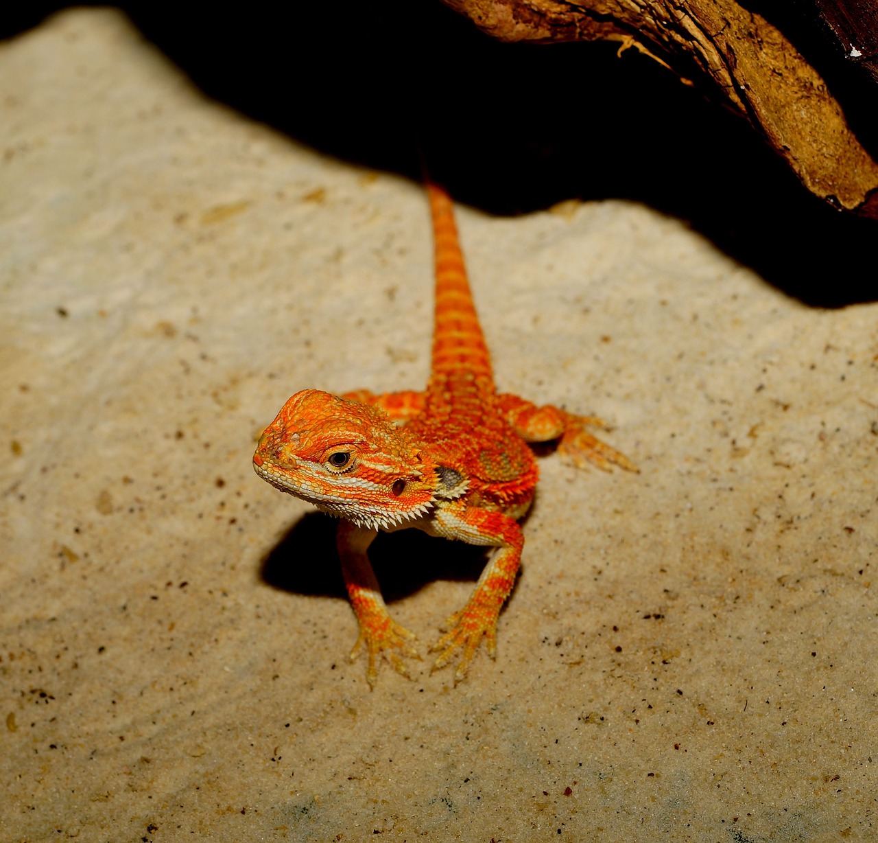 lizard, bearded dragon, orange-1557020.jpg